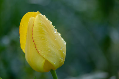 Close-up of wet yellow rose flower