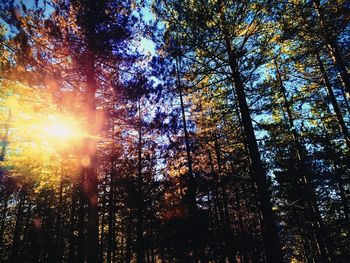 Sunlight streaming through trees in forest