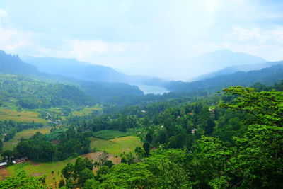 High angle view of trees on countryside landscape