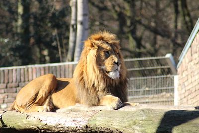 Lion relaxing in a zoo