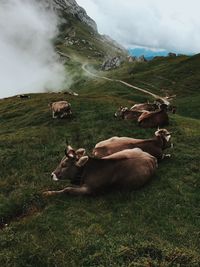 Cows relaxing on grassy field against cloudy sky