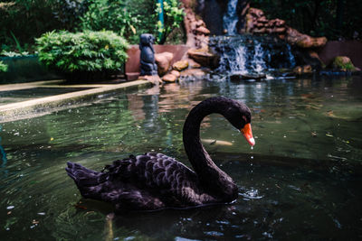 Swan swimming in lake