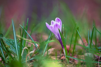 Close-up of purple crocus flower