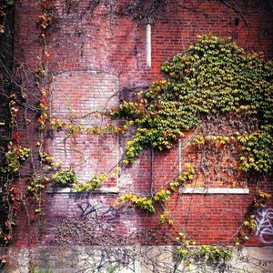 Ivy growing on brick wall