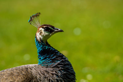 A close-up of a peacock on brownsea island in dorset.