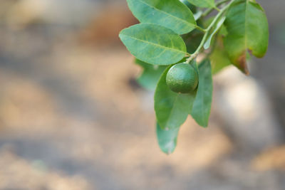 Close-up of lemon growing on tree