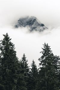 Low angle view of trees in forest against sky