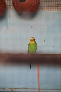 Close-up of parrot perching on metal