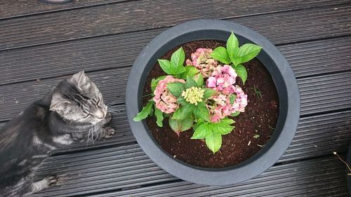 Close-up view of flowers and a cat