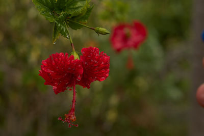 Close-up of red flowering plant in park