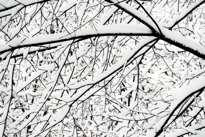 Close-up of bare branches during winter