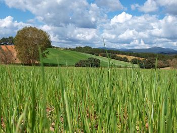 Scenic view of agricultural field against sky