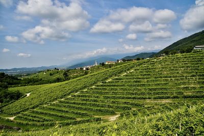 Scenic view of agricultural field against sky