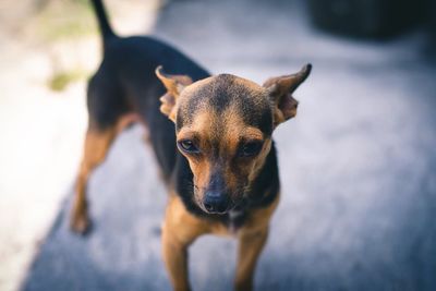 Portrait of dog standing outdoors