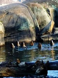 Ducks on rock in water