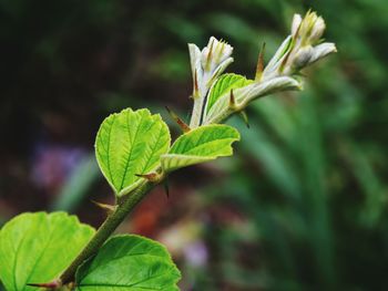 Close-up of plant