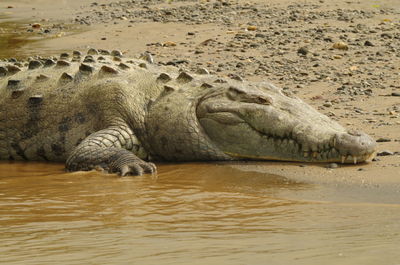 Close-up of crocodile in a lake