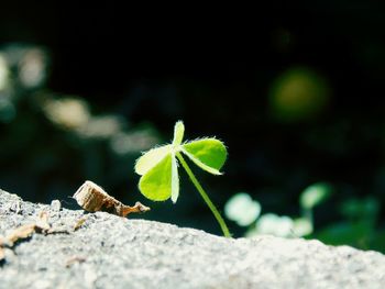 Close-up of small plant