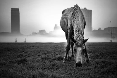 Horse grazing on field against sky