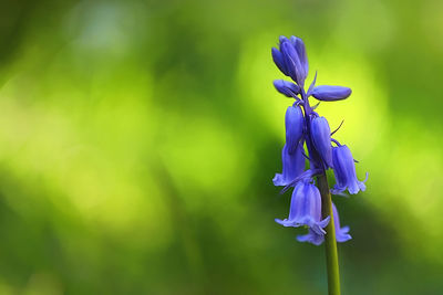 Close-up of purple flowering plant