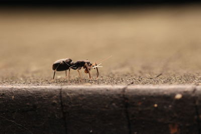 Close-up of insect on wall