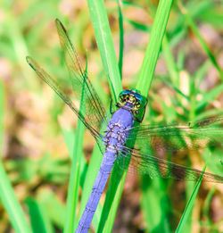 Close-up of dragonfly on plant