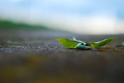 Close-up of green leaves on wood