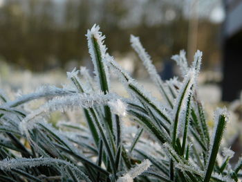 Close-up of frozen plant on field during winter