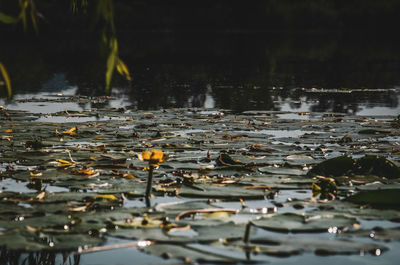 Surface level of water lilies floating on lake