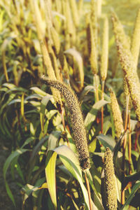 Close-up of insect on plant