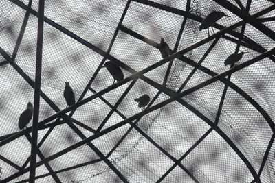 Low angle view of silhouette birds perching on metal against built structure