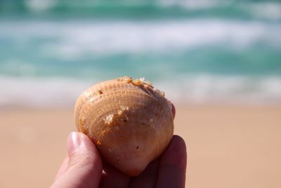 Close-up of hand holding seashell at beach