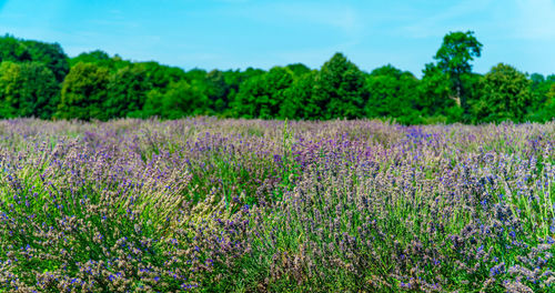 Panoramic shot of lavander field against sky