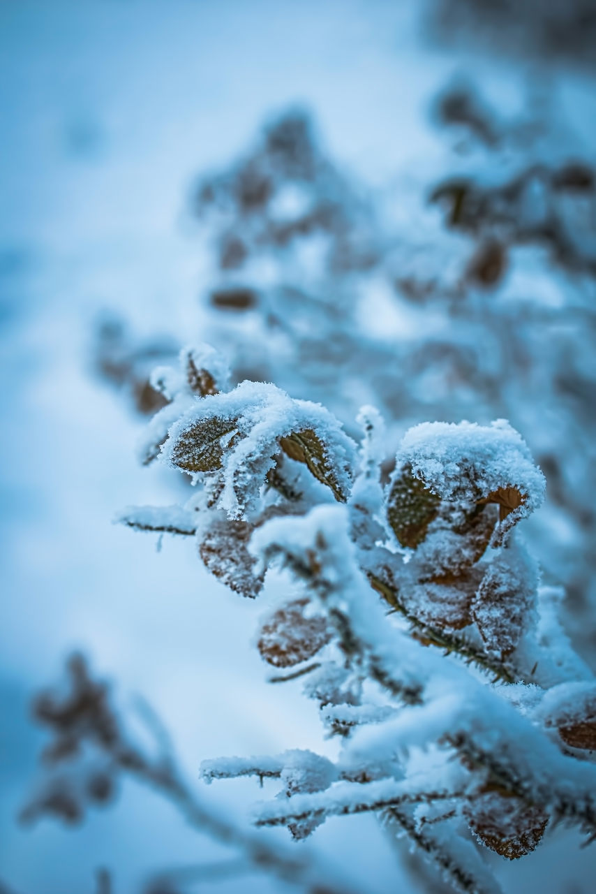 CLOSE-UP OF FROZEN PLANT DURING WINTER