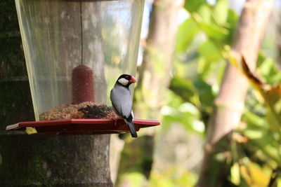 Close-up of bird perching on tree