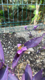 High angle view of purple flowering plants on field