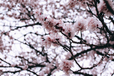 Low angle view of cherry blossom