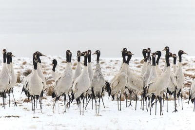 Black-necked cranes on frozen lakeshore