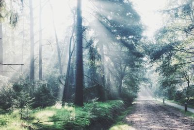 Trees in forest