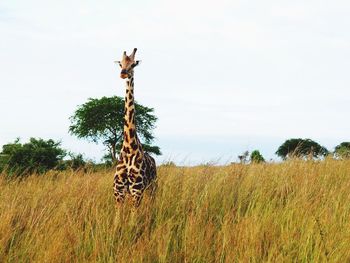 Grass grazing on field
