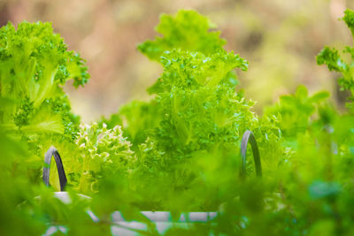 Close-up of fresh green plants