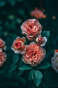 Close-up of pink roses