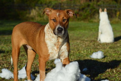 Portrait of dog standing on field