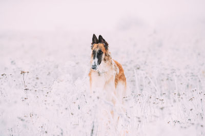 Dog running on snow covered field