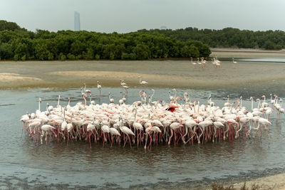 View of birds in lake