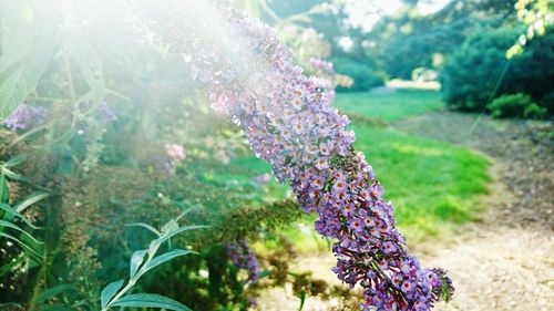 Close-up of purple flowers blooming outdoors