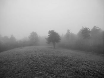 Trees on field against clear sky