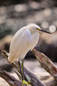 Egret catching some rays