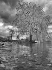 Bare tree by water against sky