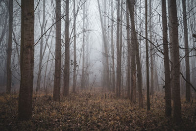 Trees in forest